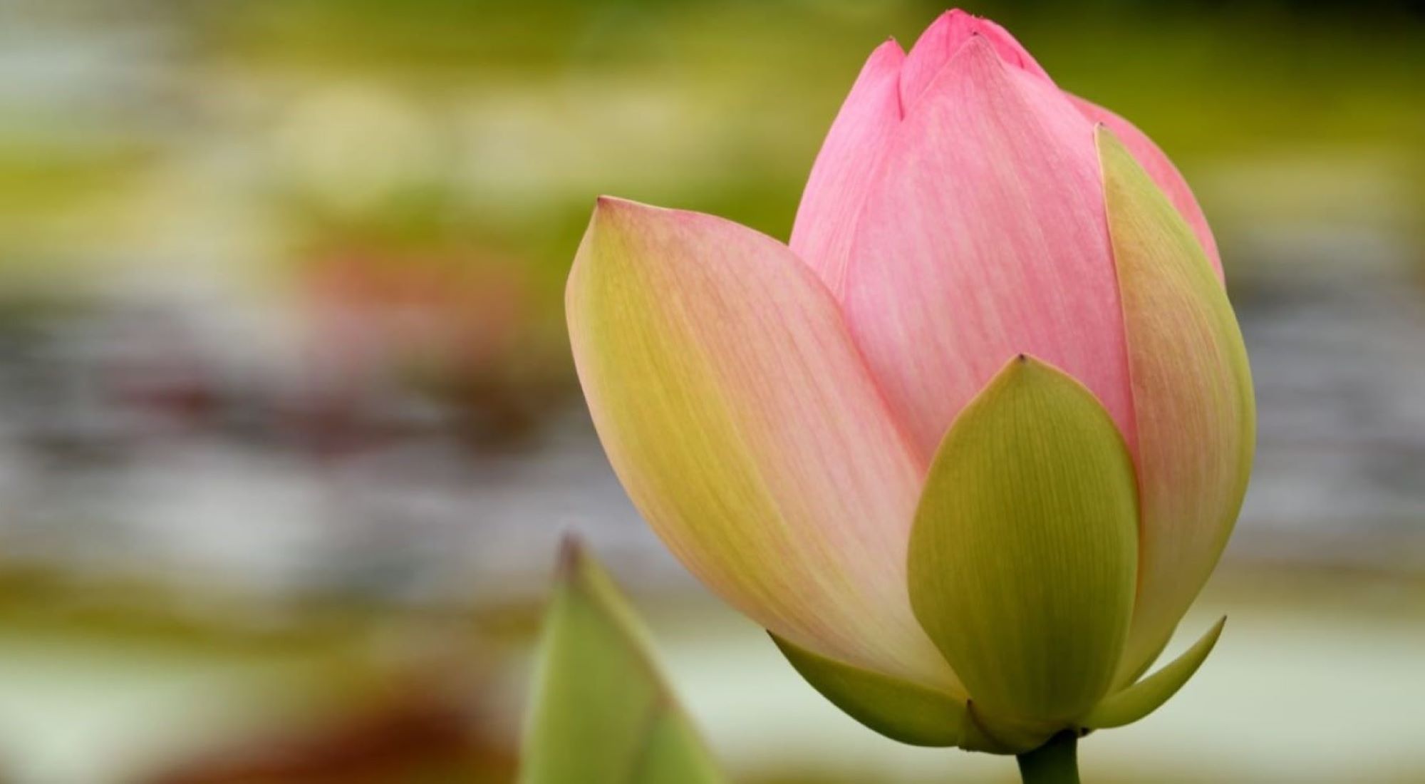 Lotusblume im Teich Yoga